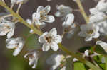 Buckwheat tree <BR>Black titi